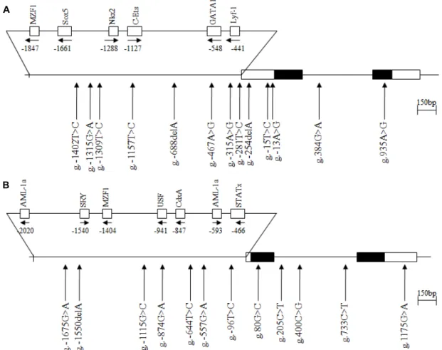 Fig.  1.  The  locations  of  each  single  nucleotide  polymorphisms  (SNPs)  and  variation  sites  in  IFITM2  (A)  and  IFITM5  (B)