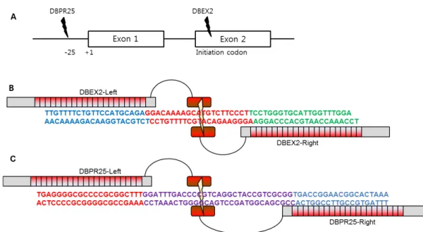 Fig.  1.  Two  target  sites  for  knock-out  of  SETDB1  genes.  (A)  Schematic  diagram  shows  two  target  sites  of  SETDB1  genomic  DNA  for  TALEN  construct