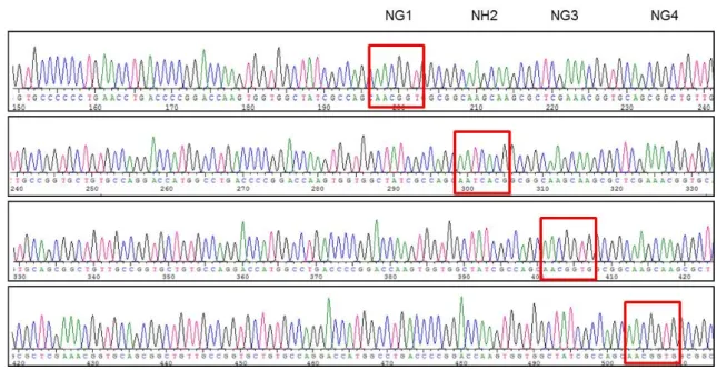 Fig.  3.  DNA  sequencing  for  TALEN-DBEX2  construct.  TALEN  construct  was  sequenced  using  specific  primers  in  expression  vector
