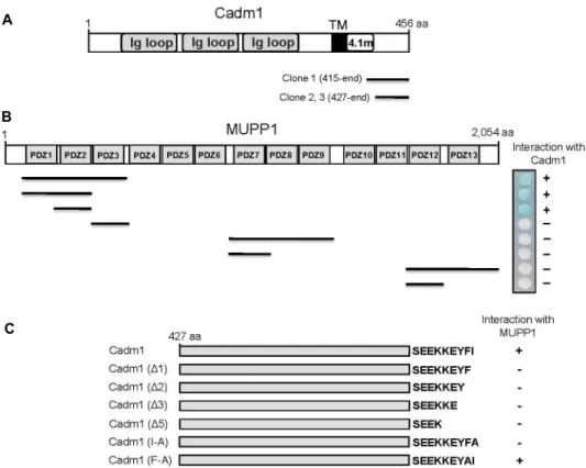 Fig.  1.  Identification  of  the  proteins  interacting  with  MUPP1  by  yeast  two-hybrid  screening