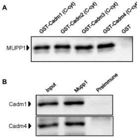 Fig.  3.  Association  of  MUPP1  with  Cadms  in  the  GST  pull-  down  assay  and  co-immunoprecipitation