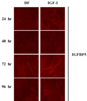 Fig.  2.  Immunocytochemistry  image  showing  the  effect  of  IGF-I-induced  FATP1  expression  in  C2C12  myotubes