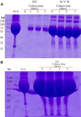 Fig.  3.  Serum-free  culture  of  ADSC-T  with  Stem  pro  medium. 