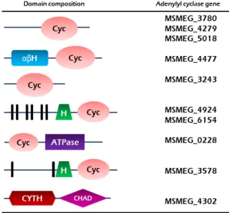 Fig.  1.  Domain  compositions  of  class  III  ACs  in  M.  smegmatis. 