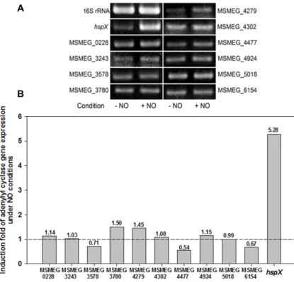Fig.  5.  Expression  of  AC  genes  in  M.  smegmatis  ex- ex-posed  to  NO.  Expression  of  the  AC  genes  was  determined  by  RT-PCR  (A)  and  qRT-  PCR  (B)