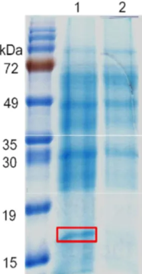 Fig.  6.  SDS-PAGE  of  proteins  that  bound  to  the  MSMEG_3780  control  region.  Proteins  were  eluted  from   streptavi-din-agarose  resin  with  0.1%  (w/v)  SDS  solution
