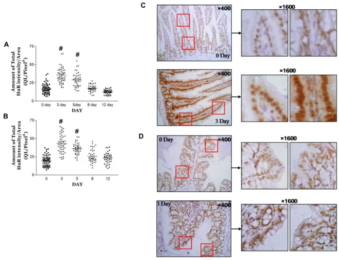Fig.  1.  HuR  levels  are  elevated  in  mouse  colitis.  (A-B)  The  time-course  of  HuR  expression  in  small  intestine  (A)  and  large  intestine  (B)  on  12 th   day  after  DSS  treatment