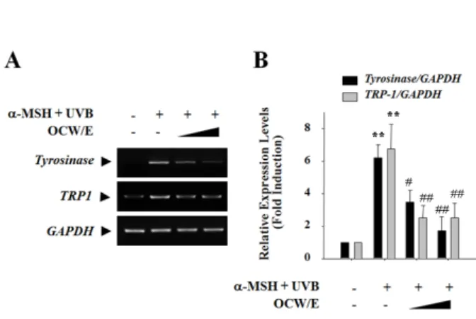 Fig.  3    Effect  of  Ostreae  concha   water  extract  (OCW/E)  on  the  mRNA  expression  of  enzymes  involved  in  the  melanin  formation    B16  melanoma  cells  were  treated  with  OCW/E  (0.1  mg/ml  and  0.3  mg/ml)  for  24  h  in  combination 
