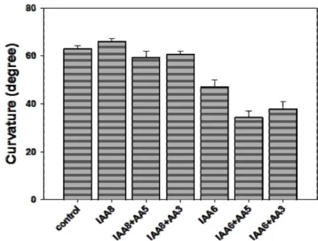 Fig.  2.  Effect  of  ascorbic  acid  (AA)  on  the  gravitropic  curvature  and  growth  in  the  root  tip  for  4  hr