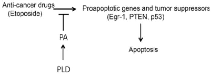 Fig.  1.  PLD  isozymes  protects  anticancer-induced  apoptosis. 