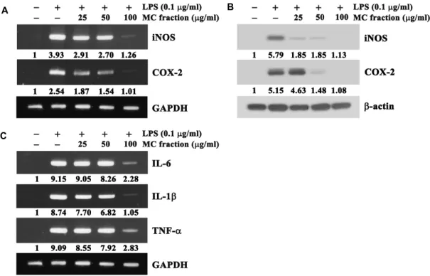 Fig.  3.  Effect  of  the  MC  fraction  of  barnyard  millet  grains  on  the  expression  levels  of  iNOS,  COX-2  and  pro-inflammatory  cytokines  (IL-1β,  IL-6  and  TNF-α)  in  RAW264.7  cells  stimulated  with  LPS