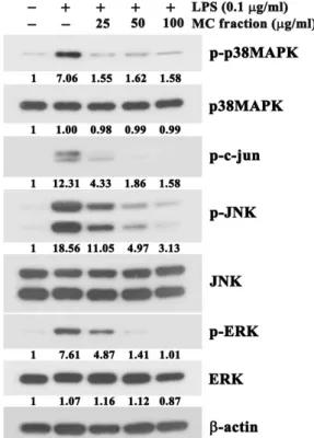 Fig.  5.  Effect  of  the  MC  fraction  of  barnyard  millet  grains  on  LPS-induced  activation  of  MAPKs  (p38MAPK,  JNK  and  ERK)  in  RAW264.7  cells