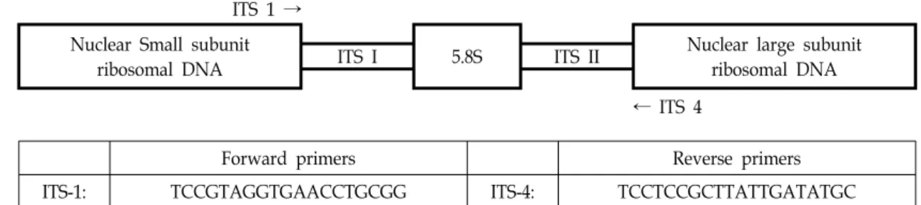 Fig.  1.  Location  and  sequences  of  primers  for  the  amplification  and  sequencing