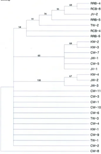 Fig.  4.  The  phylogenetic  tree  based  on  ITS  sequence  by  neigh- neigh-bor-joining  (NJ)  method