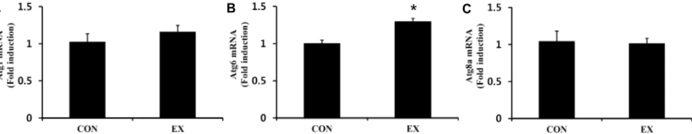 Fig.  3.  The  effect  of  chronic  aerobic  exercise  (2  hr)  on  Atg1,  Atg6,  and  Atg8a  mRNA  expression