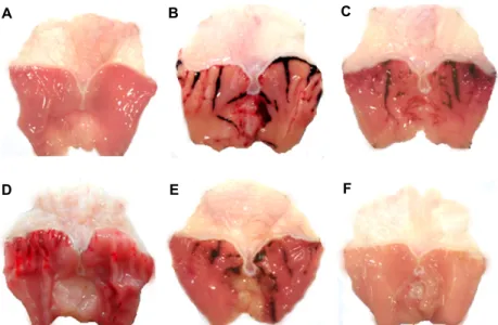 Fig.  2.  Gross  appearance  of  the  gastric  mucosa  in  rats.  All  of  the  rats  received  EtOH-HCl  solution  to  induce  gastric  ulcers