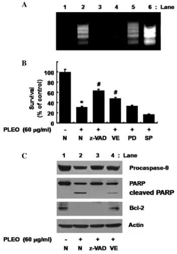 Figure 6. Effects of PLEO on survival of different human OSCC cell lines. 