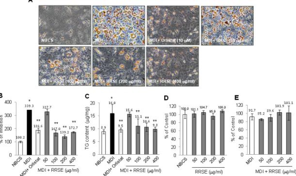 Fig.  2.  Effect  of  RRS  extract  on  3T3-L1  adipogenesis  and  morphological  change  (A),  lipid  accumulation  (B),  triglyceride  (TG)  content  (C),  cellular  cytotoxicity  (D)