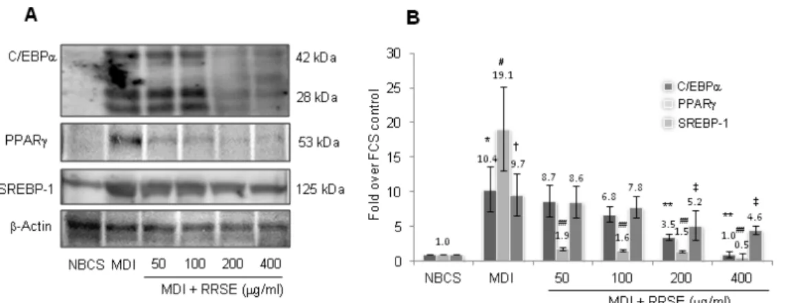 Fig.  3.  Effect  of  RRSE  on  adipogenic  transcription  factors  expression.  (A)  Modulation  of  adipogenic  transcription  factors  by  RRSE  was  evaluated  by  Western  blot  analysis