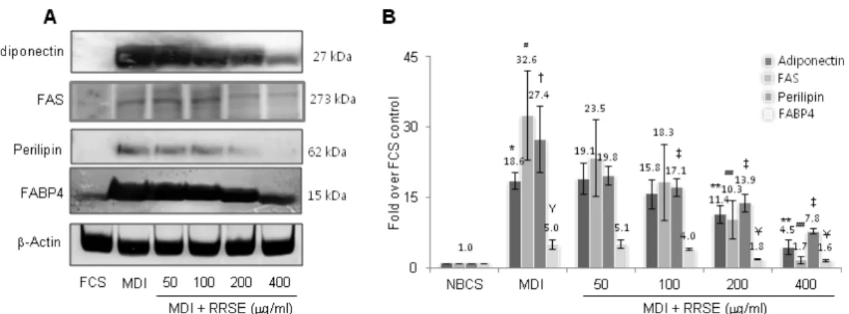 Fig.  4.  Effect  of  RRSE  on  adipogenic  protein  expression.  (A)  Modulation  of  adipogenic  protein  expression  by  RRSE  was  evaluated  by  Western  blot  analysis