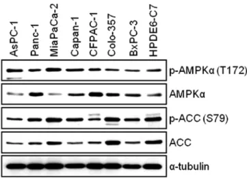 Figure 1. Measurements of AMPK activity in human pancreatic cancer  cell lines (AsPC-1, Panc-1, MIA-PaCa2, Capan-1, CFPAC-1, Colo-357 and  BxPC-3) and immortal human pancreatic duct epithelial cell line (HPDE6-C7)