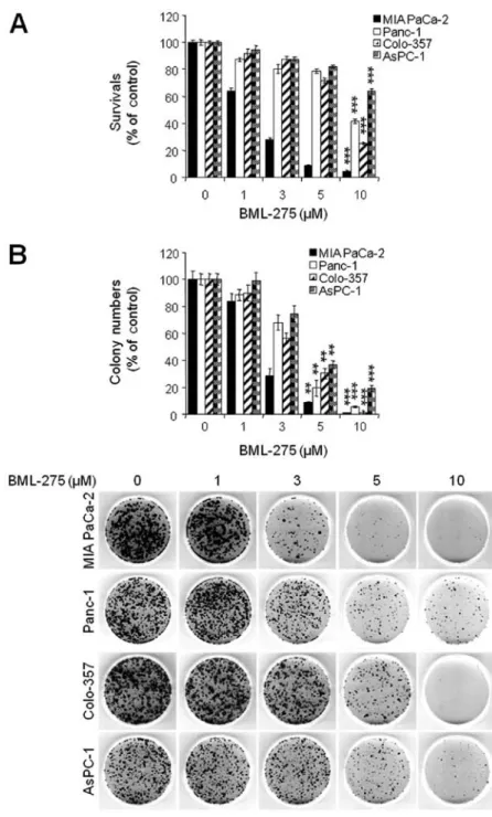 Figure 2. BML-275 inhibits cell viability in human pancreatic cancer cells. (A) An MTT assay of MIA PaCa-2, CFPAC-1, Panc-1 and AsPC-1 cells treated with  various concentrations of BML-275 (0, 1, 3, 5 and/or 10 µM) for 48 h were used to determine cell viab