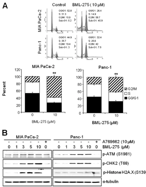 Figure 5. BML-275 inhibits AMPK activity. WB of MIA PaCa-2 and Panc-1  cells pretreated with 10 µM A769662 for 6 h and further treated with BML-275  in different concentrations (0, 5, 10 and/or 15 µM) for 24 h were used to  deter-mine the total and phospho