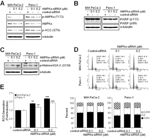 Figure 7. Knockdown of AMPK α  induces ROS generation and apoptosis but not G2/M arrest