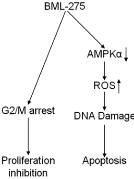 Figure 8. The proposed model for the mechanism by action of BML-275 in  human pancreatic cancer cells