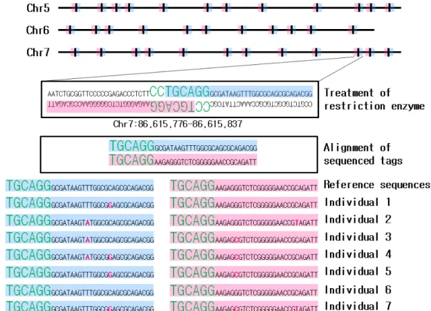Fig.  2.  The  scheme  of  methods  for  NGS-based  marker  discovery.  After  treatment  of  restriction  enzyme  to  whole-genome,  each  DNA  fragments  were  aligned  (or  ligated  adaptor  sequences)