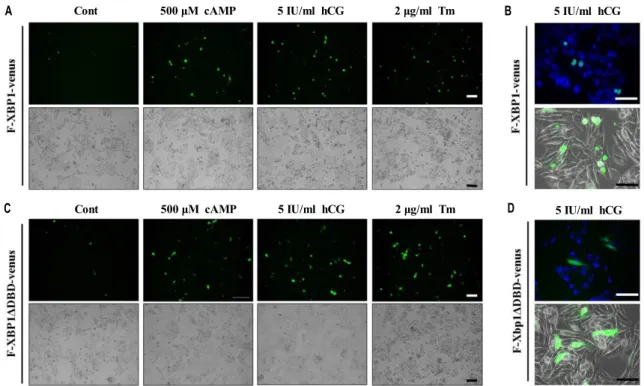 Fig.  2.  hCG  and  cAMP  induce  the  activation  of  IRE1.  Fluorescence  (green)  image  in  mLTC-1  cells  were  transfected  with  indicator  plasmids  and  treated  with  cAMP,  hCG  and  Tm
