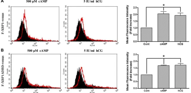 Fig.  3.  hCG  and  cAMP  induce  the  ER  stress-  dependent  splicing  of  XBP1.  Quantification  of  green  fluorescent  cells  by  flow  cytometry