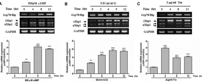 Fig.  4.  hCG  and  its  Second  messenger  cAMP  induces  ER  stress  via  IRE1/XBP1  pathway  in  mLTC-1  cells