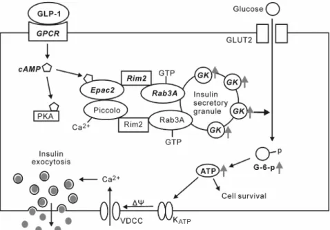 FIG. 7. Proposed mechanism to explain the effects of GLP-1 on GK activity in pancreatic ␤-cells