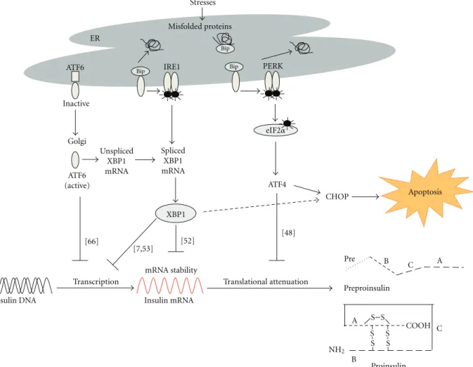 Figure 1: Possible mechanisms of insulin biosynthesis by endoplasmic reticulum (ER) stress