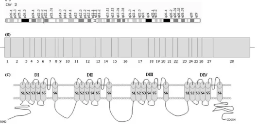 Fig. 1. Genomic location and exon  image of SCN5A gene and  vol-tage-gated Na +  channel α subunit