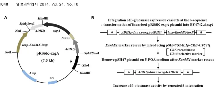 Fig.  1.  Schematic  diagram  of  plasmid  pRSδK-exgA  for  expression  of  β-glucanase  (A)  and  procedure  of  integration  and  reusable  marker  rescue  (B).