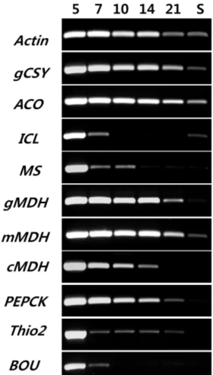 Fig.  5.  RT-PCR  results  from  dark-germinating  cucumber  cotyle- cotyle-dons  for  examining  gene  expression  changes