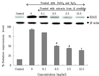 Fig.  4.  The  effect  of  A.  Sordidus  extract  on  the  expression  of  p21  protein  in  NIH-3T3  cells  damaged  by  hydroxyl  radical