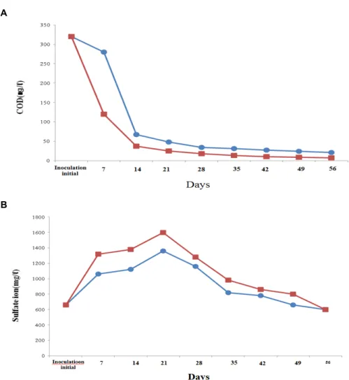 Fig.  3.  Time  series  remove  amount  of  COD  and  convert  to  sulfate  ion.  A)  COD  degradation  by  Pseudoalteromonas  sp