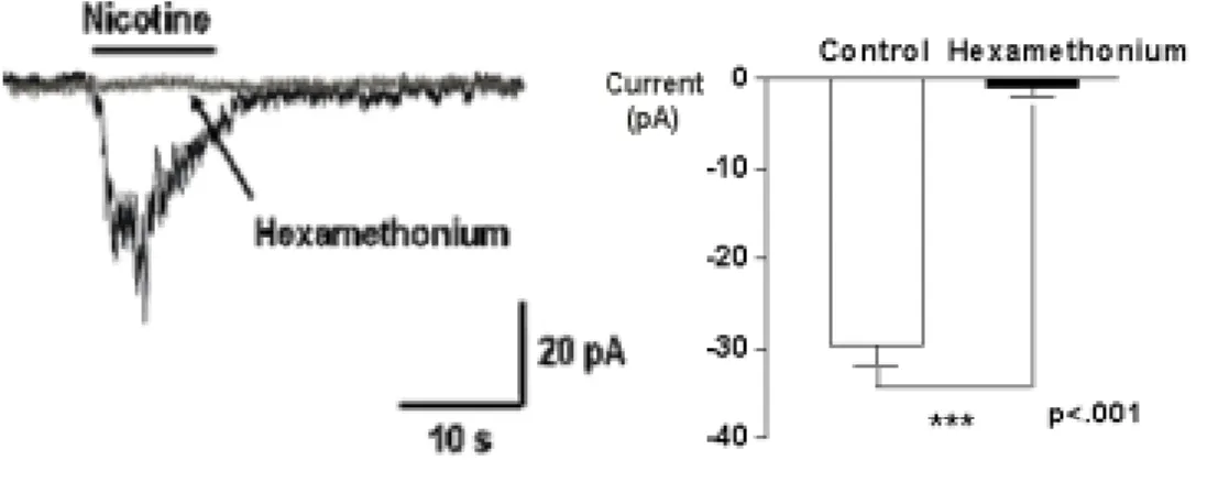 Figure 1. Nicotine-induced [Ca 2+ ] i  response in WERI-Rb-1 cells. 100 μM nicotine increased intracellular calcium level  (DF/F=0.30±0.40), which response was completely abolished  in the absence of extracellular Ca 2+  concentration