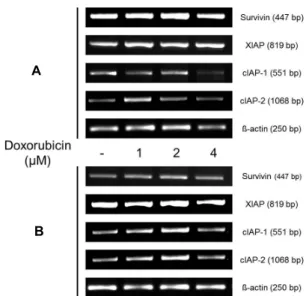 Fig.  6.  The  mRNA  expression  levels  of  survivin,  XIAP,  cIAP-1  and  cIAP-2  were  detected  using  RT-PCR