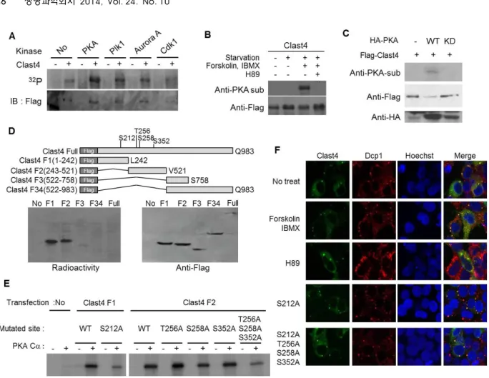 Fig.  1.  PKA  phosphorylates  Clast4  in  vivo.  (A)  Immunoprecipitated  FLAG-Clast4  was  incubated  with  PKA,  Plk1,  Aurora  A  kinase,  and  Cdk1/cyclin  B  complex  with  5  μCi  [γ- 32 P]  ATP