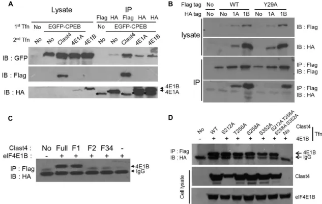 Fig.  2.  Clast4  interacts  with  eIF4E1s  and  CPEB  (A)  After  co-transfection  of  EGFP-CPEB  and  one  of  FLAG-Clast4,  HA-eIF4E1A,  or  HA-eIF4E1B,  the  interaction  between  two  proteins  was  checked  by  co-immunoprecipitation