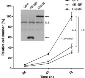 Fig.  3.  Overexpression  of  Clast4  decreases  the  proliferation  rate  of  the  cell
