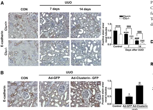 Figure 9. Clusterin prevented the UUO-induced decrease of E-cadherin expression. (A) Representative images of immunohistochemical staining for E-cadherin in kidney from wild-type (Clu +/+ ) and Clu KO (Clu 2/2 ) mice at 7 days and 14 days after UUO