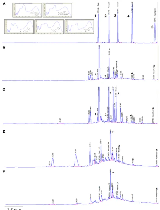 Fig. 5. Representative HPLC chromatogram of (A) standard flavonoid compounds. (B) methanol extract of DLL