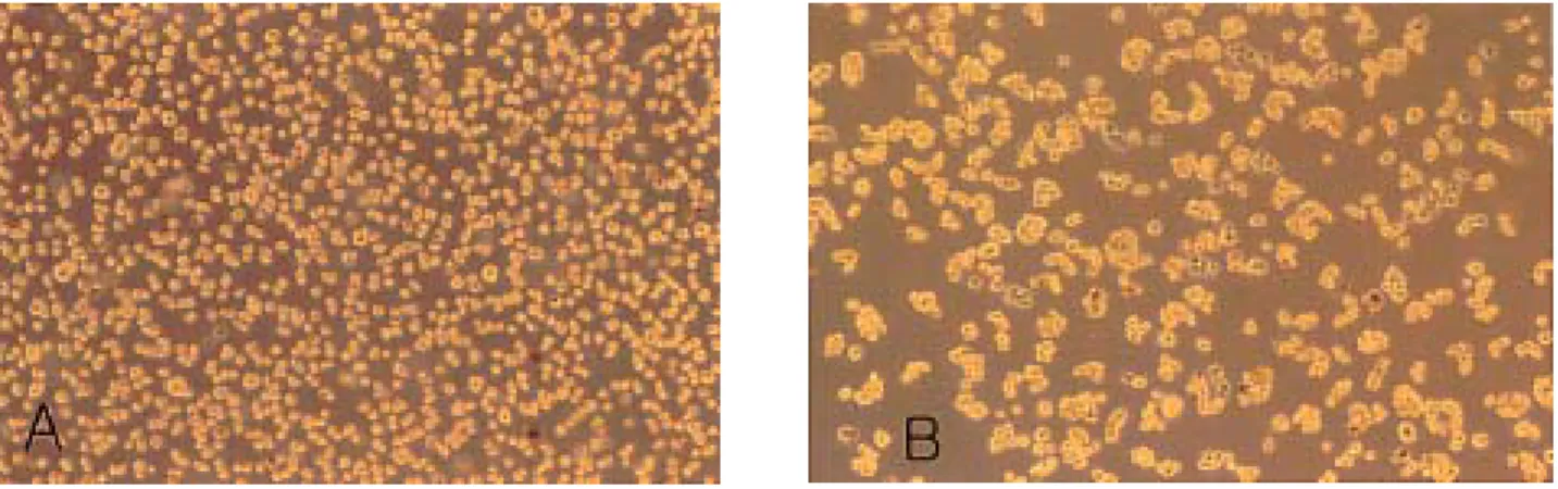 Figure 3. Preparation of cell sheets with 10 U/mL of Dispase. RPE cells before (A) and after (B) treatment with Dispase