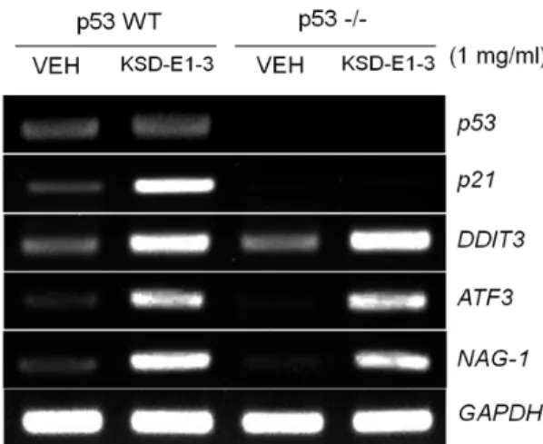 Fig. 4. Effect of p53 on gene expression by KSD-E1-3. HCT116 cells or p53 null HCT116 were treated with 1 mg/ml KSD-E1-3 for 24 hr and then RT-PCR was performed  us-ing p53, p21, ATF3, DDIT3 and NAG-1 gene specific primers.