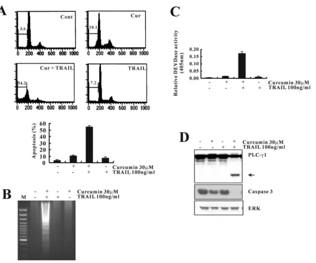 Fig. 1. Curcumin sensitizes Caki cells to TRAIL-induced apoptosis. (A) Flow cytometric analysis of apoptotic cells